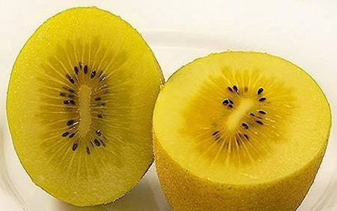قیمت خرید کیوی هایوارد طلایی پاکستان با فروش عمده